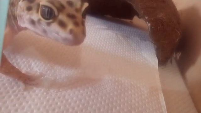 Эублефар. Шрек. Прогулка по новому дому. смотреть онлайн