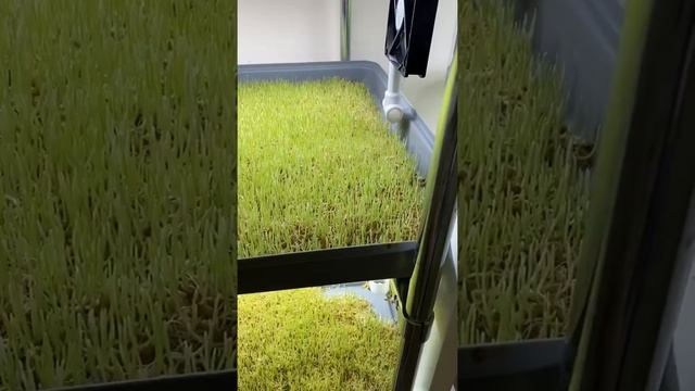 Сливной штуцер смотреть онлайн