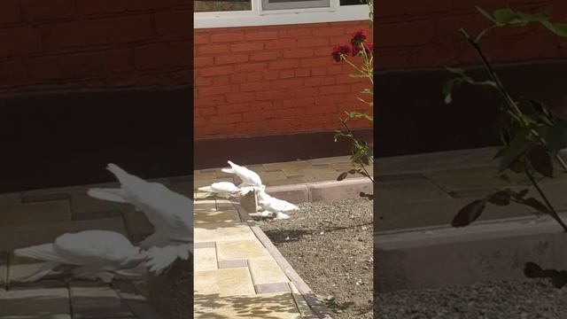 Узбекские бойные голуби чечни (белые двухчубые) смотреть онлайн