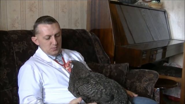 Лечение птиц На вызове у курочки Цыпы смотреть онлайн