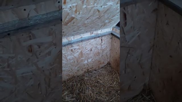 Теплая будка для собаки. Подогрев будки. Вентиляция. смотреть онлайн