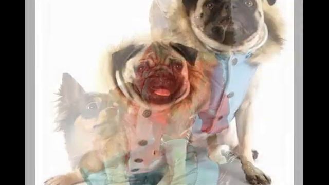 купить одежду для собак в саратове смотреть онлайн