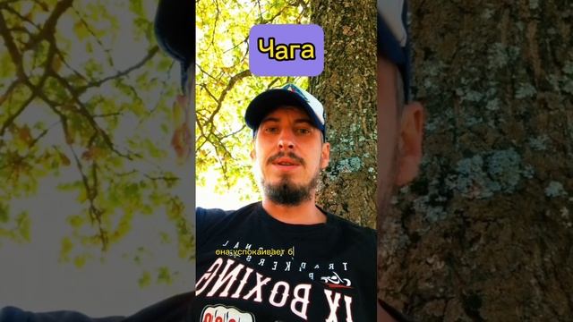 #Чага. Мощный #гриб. #Целитель Evgeniy Makarov. #рак #грибы смотреть онлайн