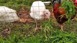 Впервые завели индюков//Корм для индюков//Разведение индюков// Больной индюк