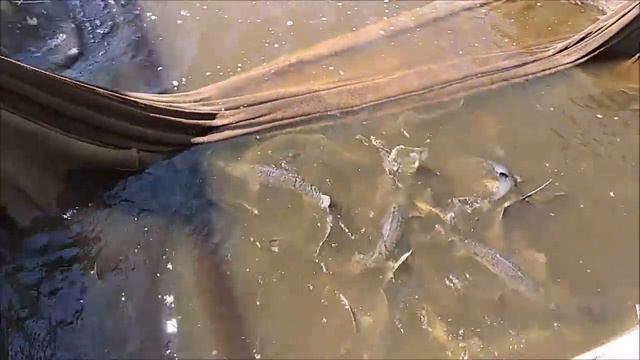 Зарыбление нижнего пруда осетром 100 кг. Клёвое место Лосиный остров. смотреть онлайн
