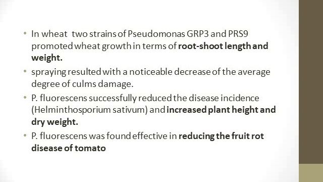 Pseudomonas fluorscens as biopesticides смотреть онлайн