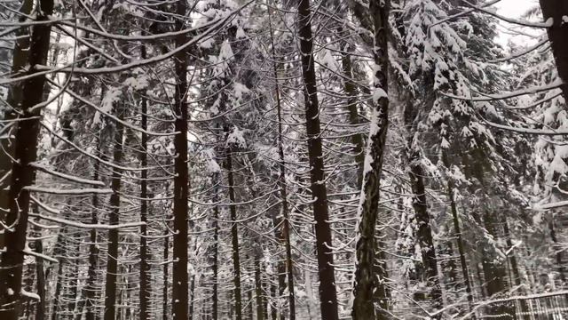 Почему не приняли закон о каюр кодах  жизнь без кюар кода