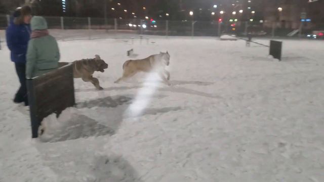 Мастиф неаполитанский. Mastino Neapolitan. Mastiff
