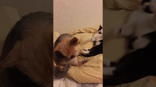 Дворовой кот и Йоркширский терьер