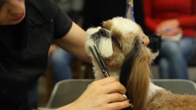 Академия Груминга Милорд в Самаре смотреть онлайн