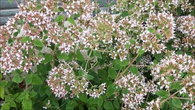 Труженица и злодей смотреть онлайн