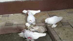 Как определить голубь или голубка?