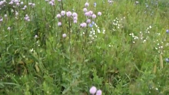 БОДЯК (Cirsium) - медоносы Рязанской области смотреть онлайн