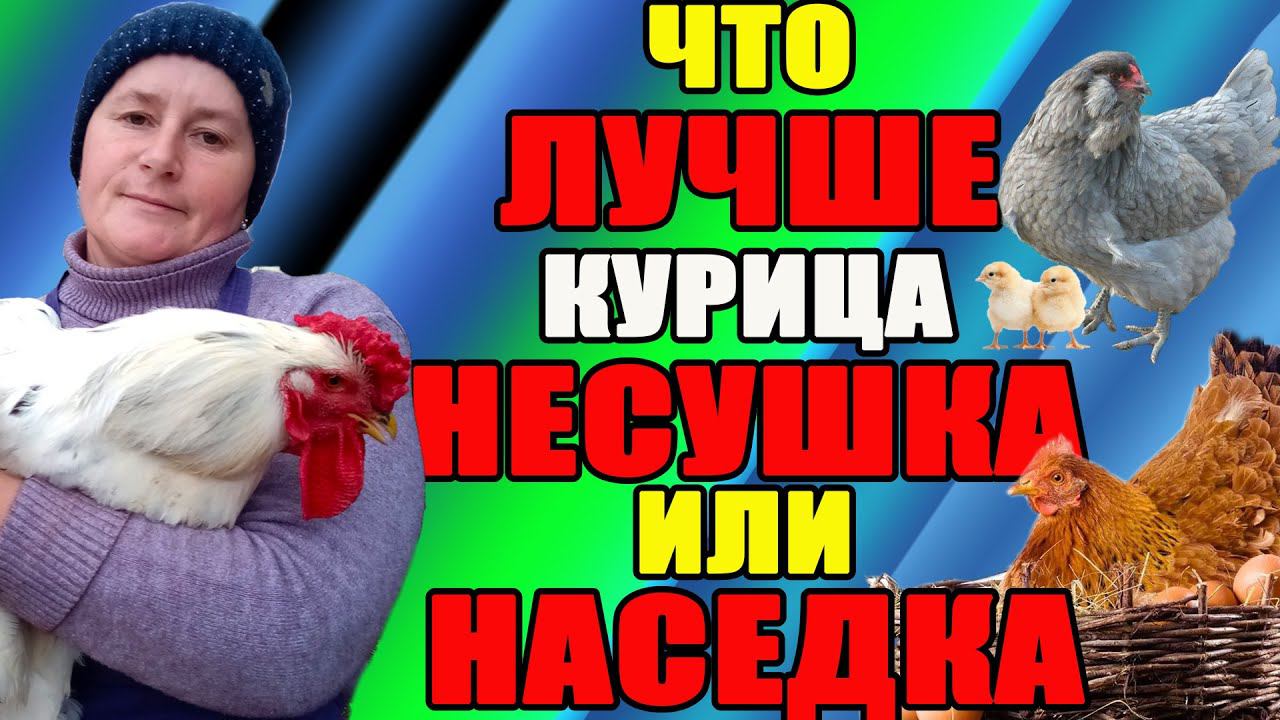Что ЛУЧШЕ курица несушка или наседка? Как выбрать правильные породы. смотреть онлайн