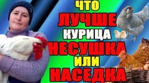 Что ЛУЧШЕ курица несушка или наседка? Как выбрать правильные породы.