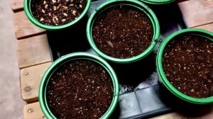 Проращивания туи из семян в зиму.