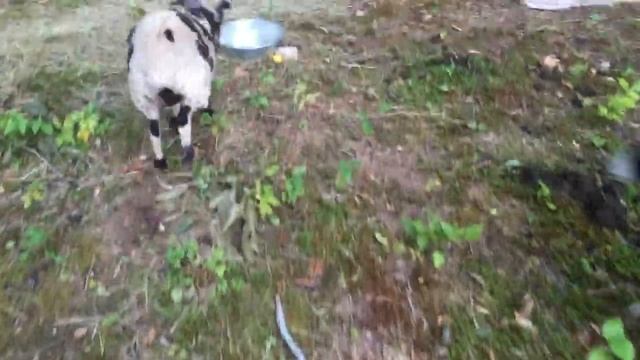 Holy sheep!!! Homestead addition смотреть онлайн