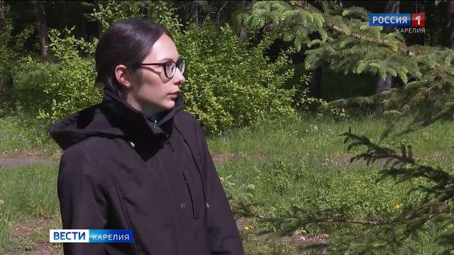 Ель Фенноскандии участвует в конкурсе «Российское дерево года 2023» смотреть онлайн
