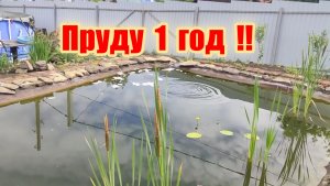 Пруду 1 год что с ним стало !