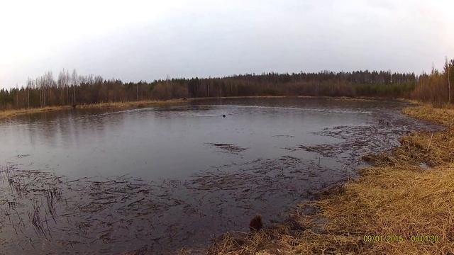 Русский спаниель на охоте 2 смотреть онлайн