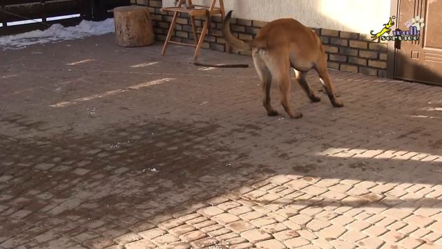 Дрессировка собак, Команда Дай #10, апортировка, рулетка и второй человек смотреть онлайн