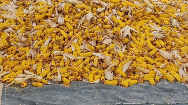 (873) закупаю кукурузу для откорма баранчиков смотреть онлайн