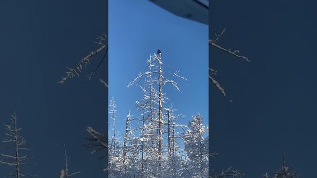 Ручной ворон встретился на зимнике в Якутии смотреть онлайн