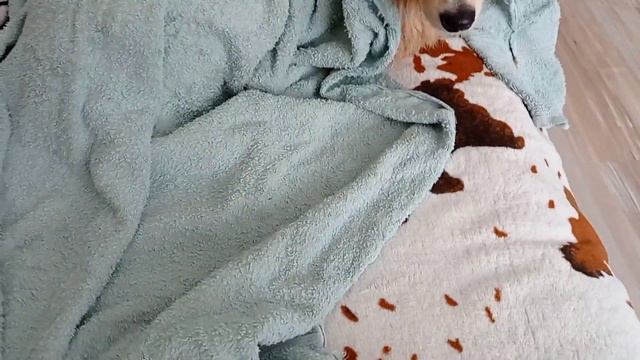 DOG VLOG: короткий влог/шампунь/прогулка с собакой смотреть онлайн