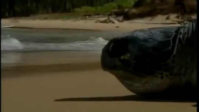 Animal Instincts смотреть онлайн