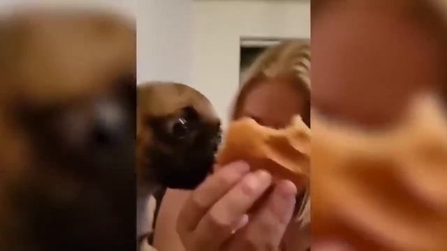 Смешные животные #160.mp4 смотреть онлайн