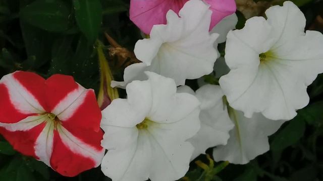 Какие же чудесные цветы!Слов нет от этой неземной красоты!!!!!❤❤❤❤❤ смотреть онлайн