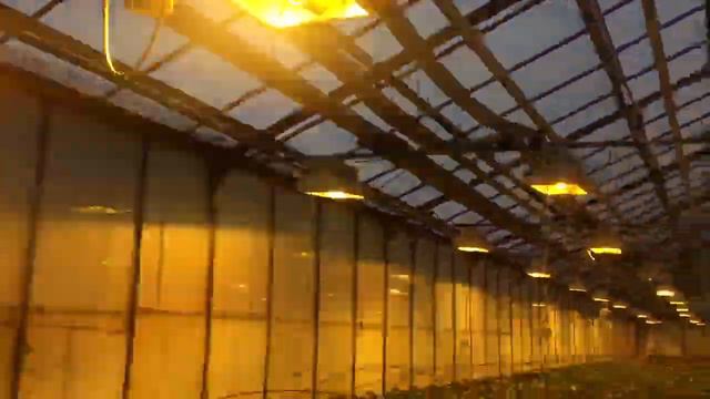 Рассадник огурца 6/01/2017 смотреть онлайн