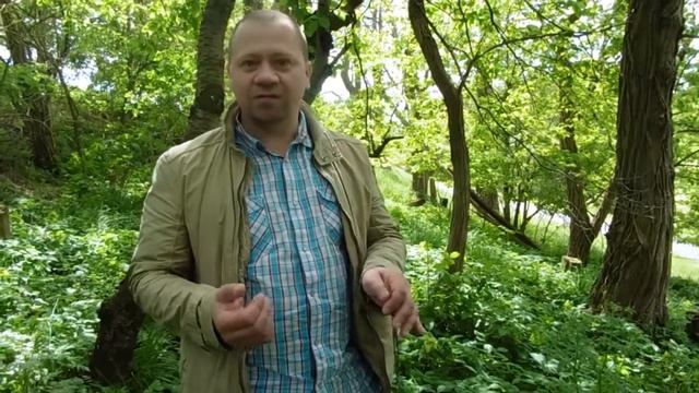 дикий лук смотреть онлайн