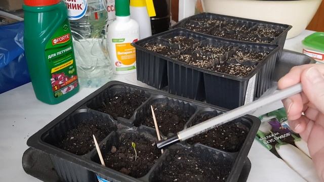 ?Баклажаны. Посев семян на рассаду. ✔Сорта - Фиолетовый длинный, Вкус грибов, Алмаз . смотреть онлайн