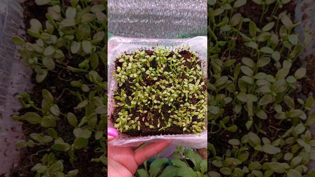 СЕЛЬДЕРЕЙ ВЗОШЕЛ ЩЁТКОЙ.. смотреть онлайн