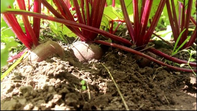 Посев свеклы под зиму смотреть онлайн