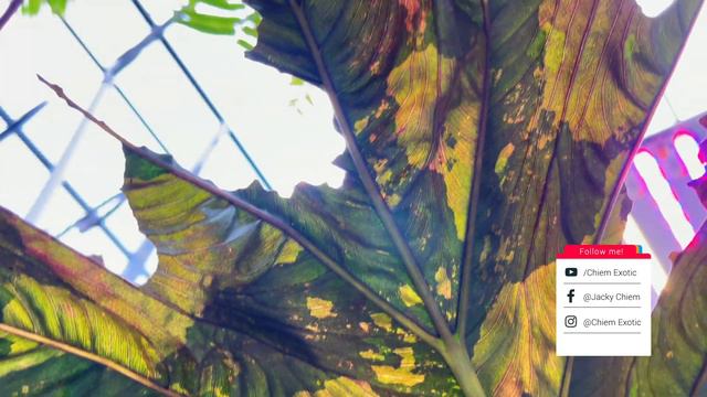 Alocasia Serendipity Variegated Pink - Các đặc điểm đặc Biệt Và Nguồn Gốc Serendipity.