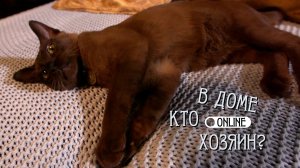 БУРМАНСКИЙ КОТЕНОК – ОСОБЕННОСТИ ВОСПИТАНИЯ