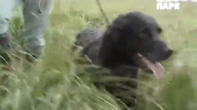 ГОЛУБОЙ ПИКАРДИЙСКИЙ ЭПАНЬОЛЬ И ЛАГОТТО-РОМАНЬОЛО смотреть онлайн