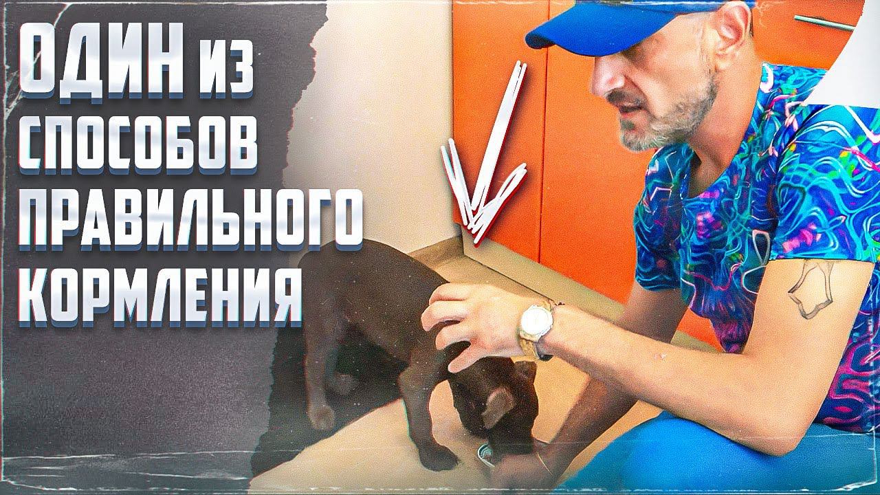 Один из способов правильного кормления(Питбуль) смотреть онлайн