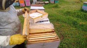 как заставить пчелу подняться в магазин