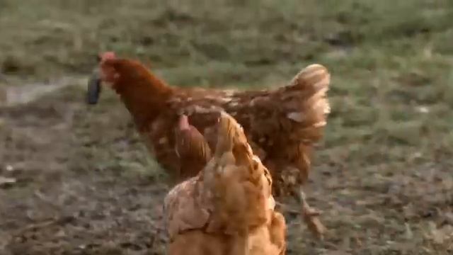 Курица ест мышь смотреть онлайн