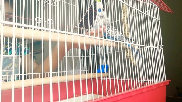 Всё про моего попугая) корм, клетка, размножение, пол и т.д смотреть онлайн