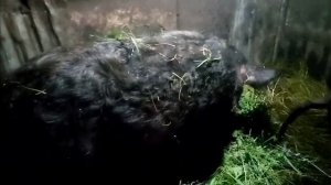 Гибрид поросят Дюрок +Венгерская мангалица  какими же они стали