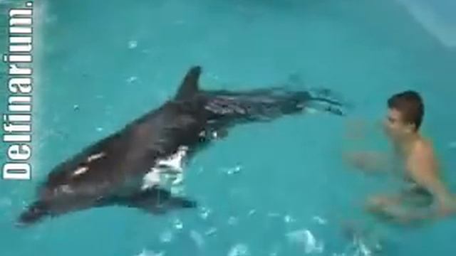 Плавание с дельфинами в Московском дельфинарии смотреть онлайн