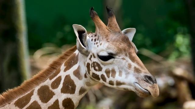 Звук Жирафа,Керік дауысы.Жануарлар дауысы.#giraffe #звукиприроды #звукиживотных