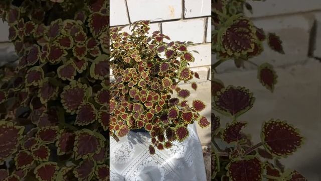 Колеус каскадный или ампельный? смотреть онлайн