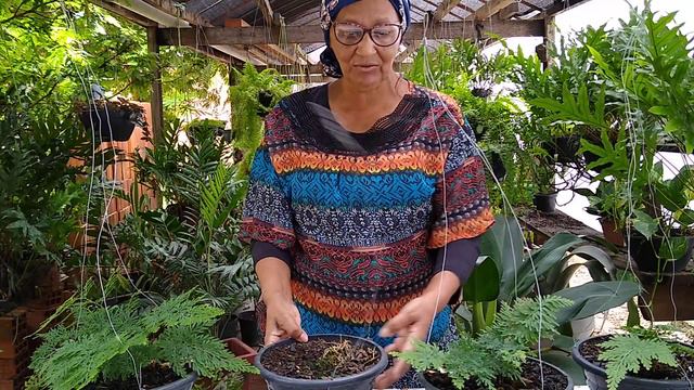 Samambaia Silaginella Conhecida Também Musgo Renda!!