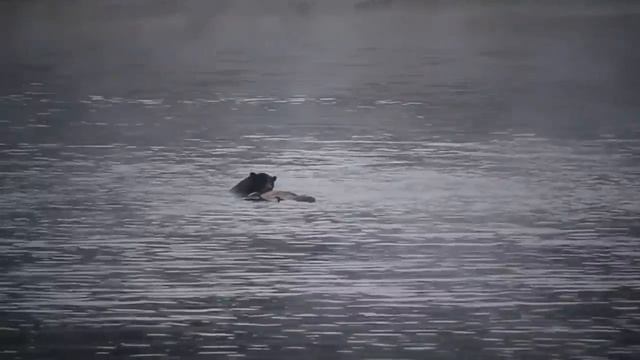 Grizzly Kills Bull Elk In the Yellowstone River, Hayden Valley, Sept.18, 2020 смотреть онлайн