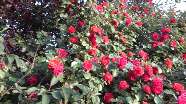 Мраморный Вальс 2022.mp4